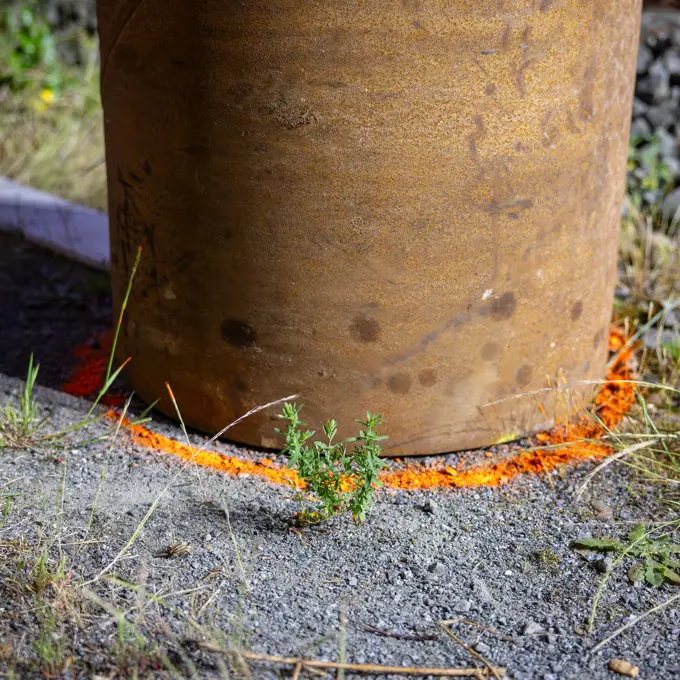 Mook (4C9A5019 Verbeterd NR)